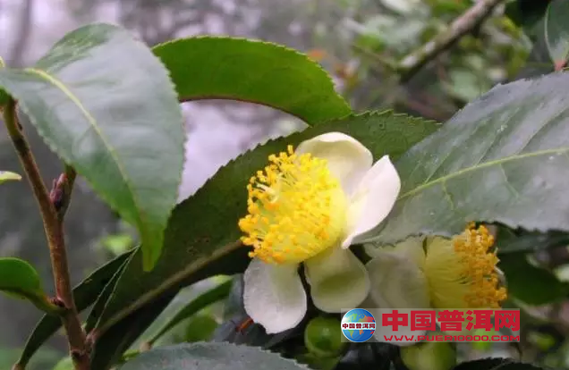 普洱茶