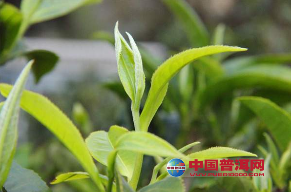 普洱茶