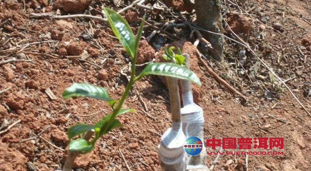 普洱茶