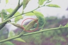 普洱茶