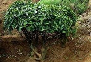 普洱茶