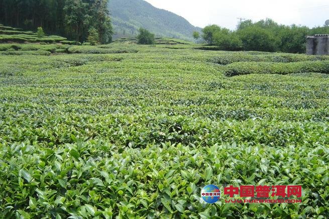 普洱茶