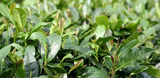 普洱茶