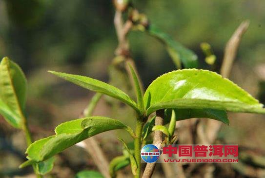 普洱茶