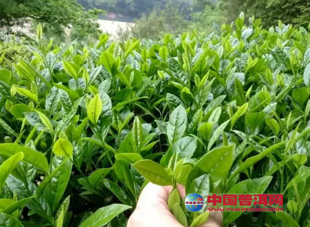 <u><a href='http://www.puer10000.com/puerzhishi/32854.html' target='_blank'>ն<u><a href='http://www.puer10000.com/puerzhishi/100997.html' target='_blank'></a></u></a></u>
