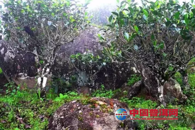 <u><a href='http://www.puer10000.com/puerzhishi/32854.html' target='_blank'>普洱<u><a href='http://www.puer10000.com/puerzhishi/100997.html' target='_blank'>茶</a></u></a></u>