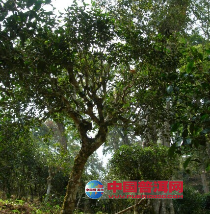 <u><a href='http://www.puer10000.com/puerzhishi/32854.html' target='_blank'>ն<u><a href='http://www.puer10000.com/puerzhishi/100997.html' target='_blank'></a></u></a></u>