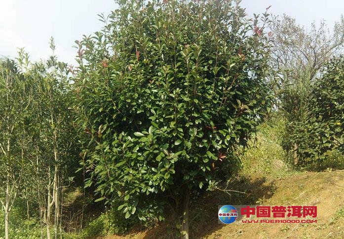 普洱茶