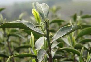 普洱茶