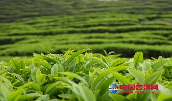 普洱茶