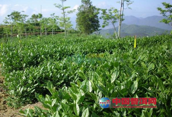 普洱茶