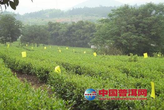 普洱茶