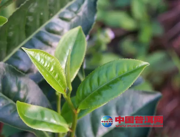 <u><a href='http://www.puer10000.com/puerzhishi/32854.html' target='_blank'>普洱<u><a href='http://www.puer10000.com/puerzhishi/100997.html' target='_blank'>茶</a></u></a></u>