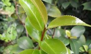 普洱茶