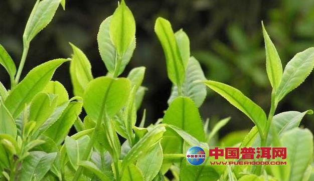 普洱茶