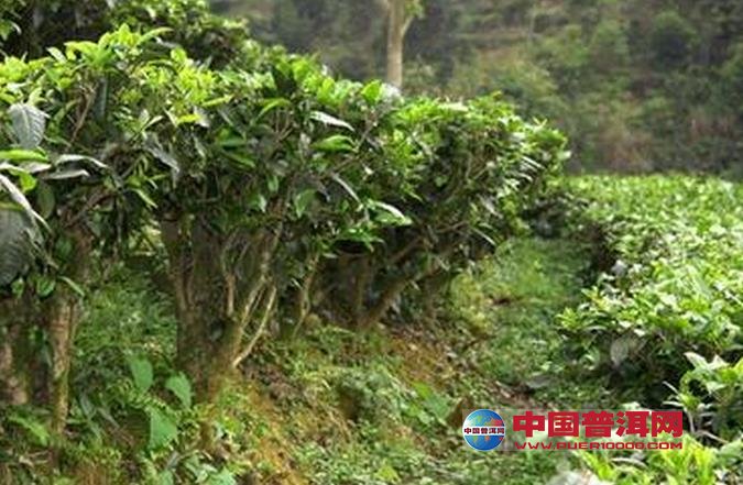 普洱茶