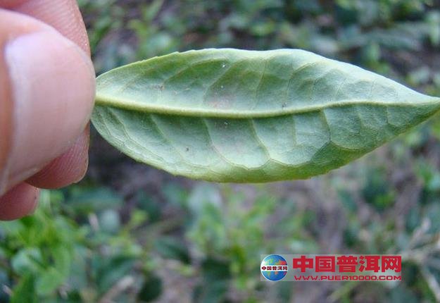 普洱茶
