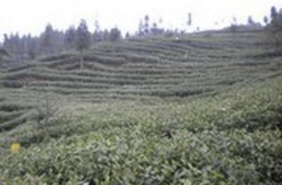 无公害绿茶的采摘、运输与加工