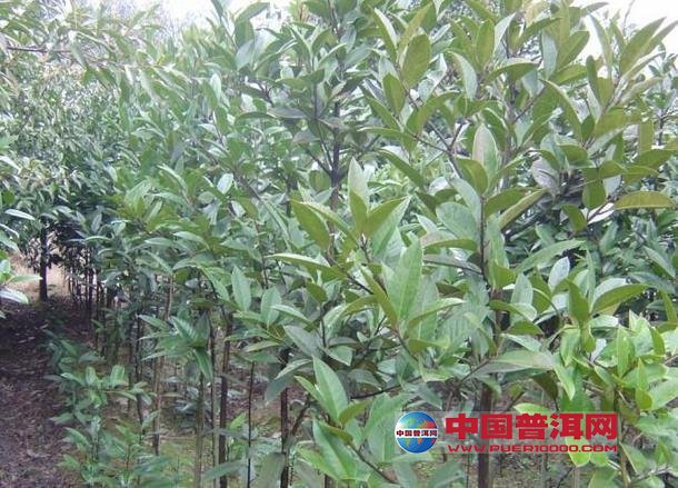普洱茶
