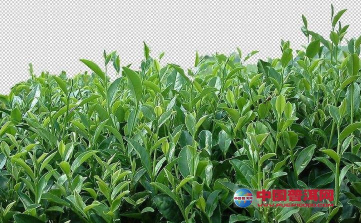 普洱茶