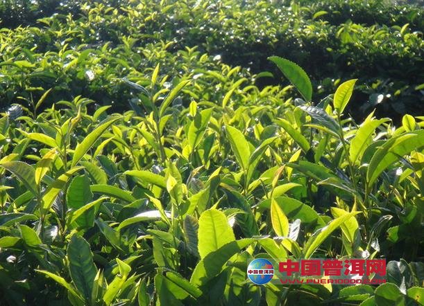 普洱茶
