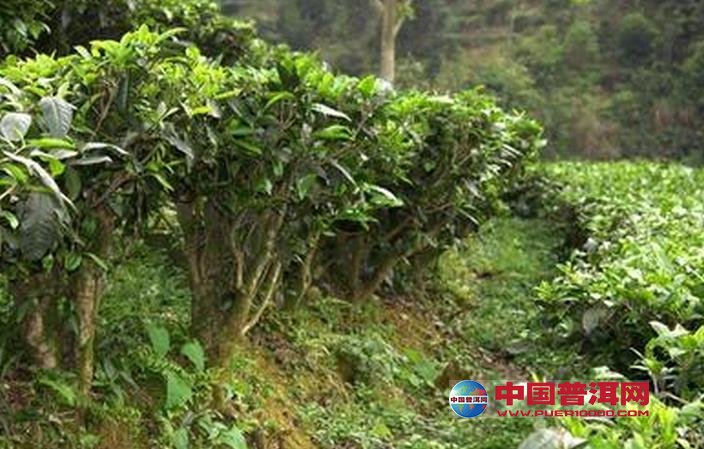 普洱茶
