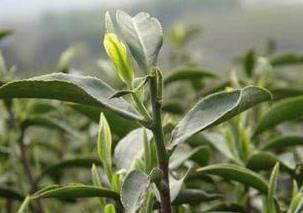 普洱茶