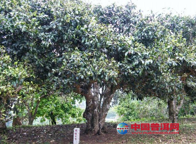 <u><a href='http://www.puer10000.com/puerzhishi/32854.html' target='_blank'>普洱<u><a href='http://www.puer10000.com/puerzhishi/100997.html' target='_blank'>茶</a></u></a></u>