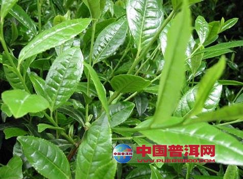 普洱茶