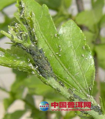 普洱茶