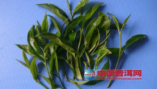 普洱茶