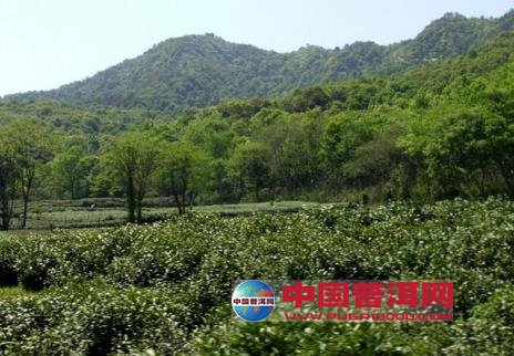 普洱茶