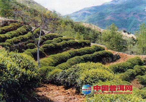 普洱茶