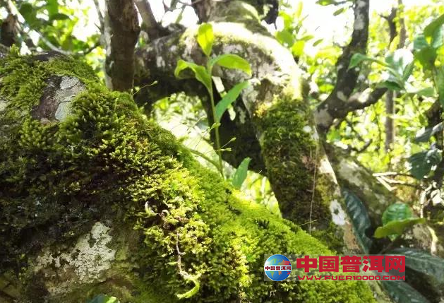 <u><a href='http://www.puer10000.com/puerzhishi/32854.html' target='_blank'>普洱<u><a href='http://www.puer10000.com/puerzhishi/100997.html' target='_blank'>茶</a></u></a></u>
