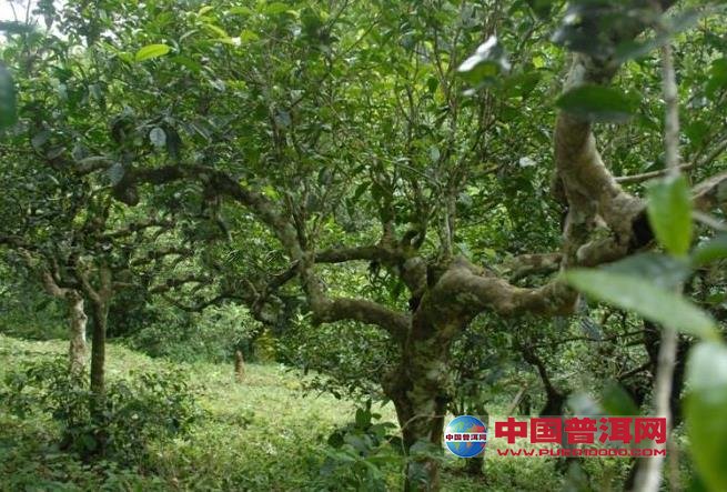 普洱茶