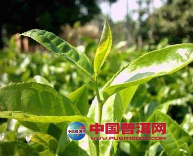 <u><a href='http://www.puer10000.com/puerzhishi/32854.html' target='_blank'>ն<u><a href='http://www.puer10000.com/puerzhishi/100997.html' target='_blank'></a></u></a></u>