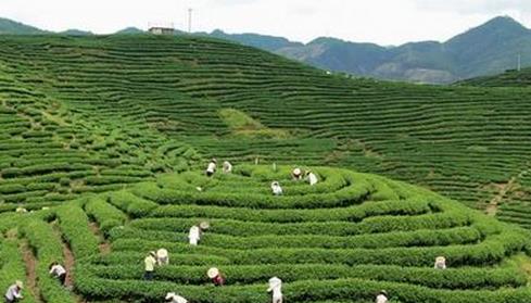 普洱茶