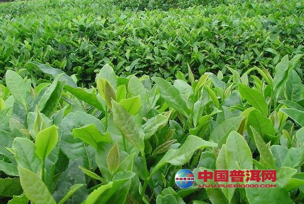 普洱茶