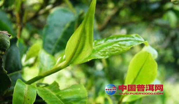普洱茶