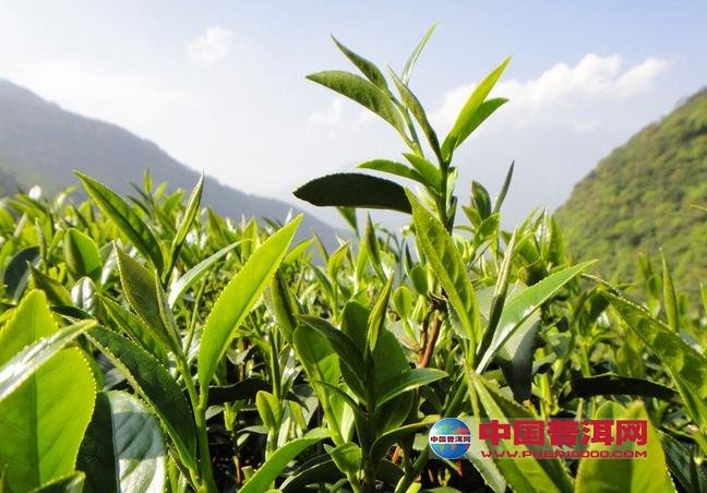 普洱茶