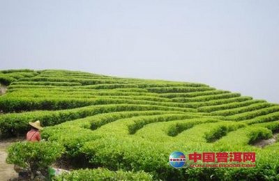 出口茶叶种植基地基本条件