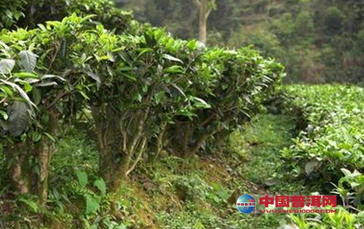 普洱茶