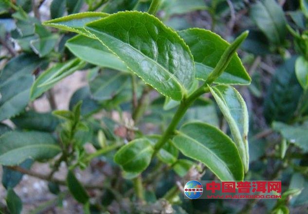 普洱茶