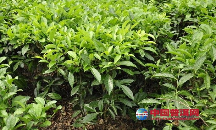 普洱茶