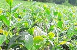 普洱茶