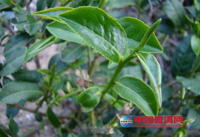普洱茶