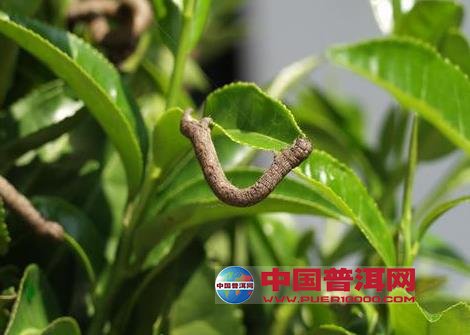 普洱茶
