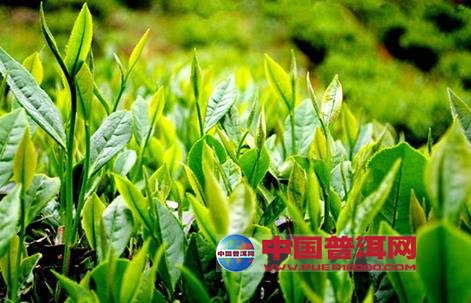 普洱茶
