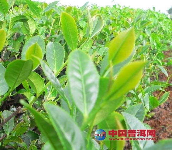 普洱茶