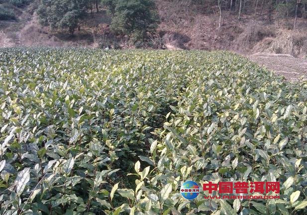 普洱茶
